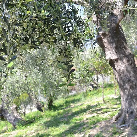Gli Ulivi Feriehus Sanremo
